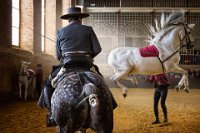 460 - EQUESTRIAN SHOW - JULIAN NEGREDO - spain <div